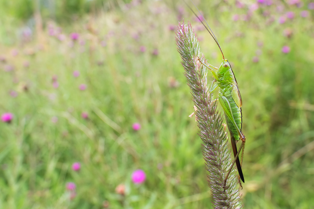 Long Winged Conehead female 2